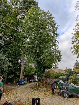 Tree in need of pruning